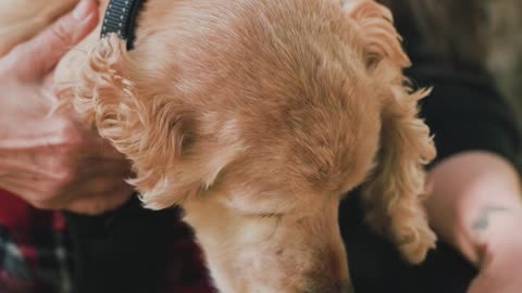 wow so cute baby dog #shorts #trending #tiktok #cat #video #shortsfeed #viralshort #shortfeed