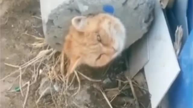 cat trapped in cement