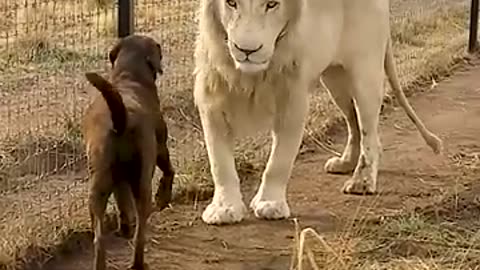 Cute Lion Gives Smooches to Puppy's Paw!