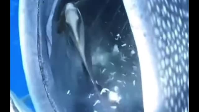 What kind of fish is this and why does it open its mouth so wide