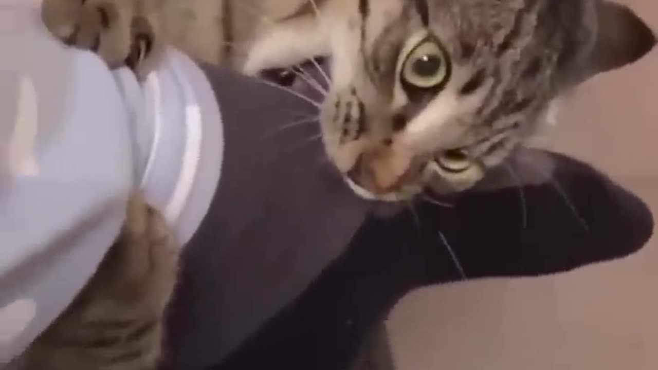 Funny cat moment's 😂