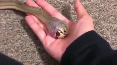 Snake gulping an entire egg bigger than its head