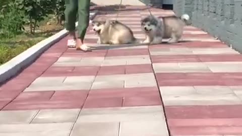 Cute puppies training video