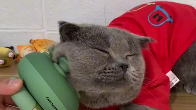 Cat massage!