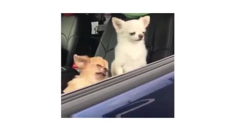 Funny dog expression