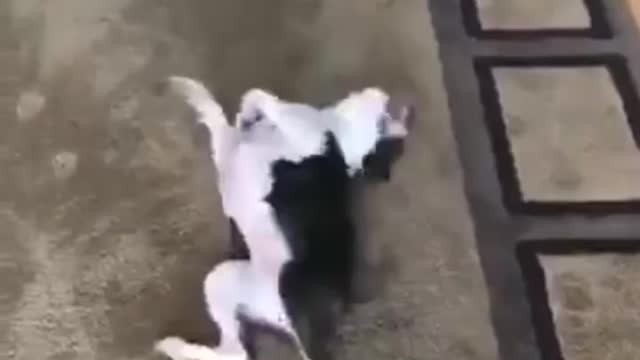 Who told me what kind of dog this is