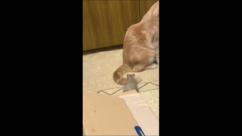 Tom and Jerry