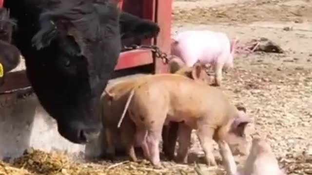 Funny animal short video