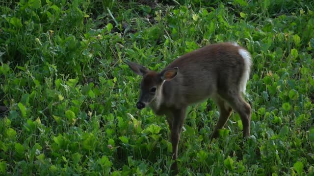 Opening Day Archery Doe Hunt 2017