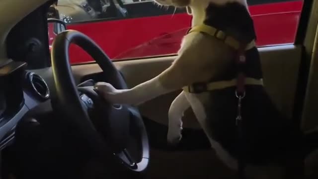 Try to don't laugh