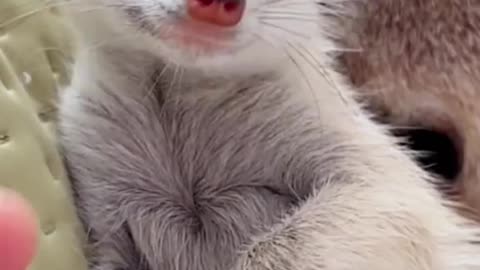 The cute sounds of a meerkat