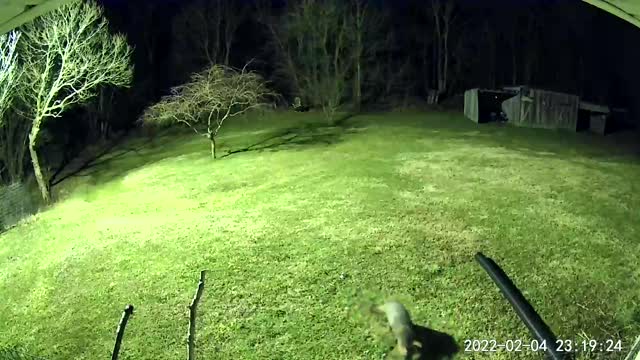 Fox looks in the air making sure there is no snare..