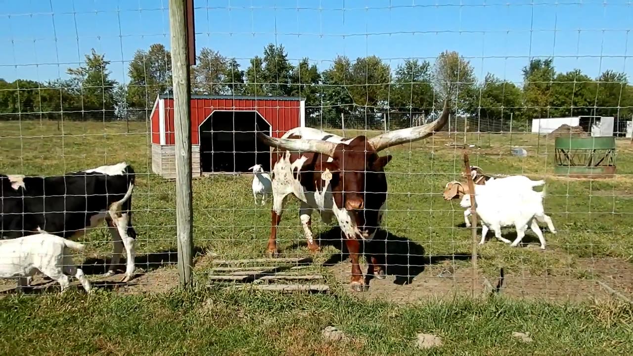 Watusi