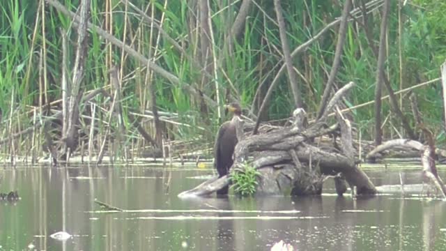 142 Toussaint Wildlife - Oak Harbor Ohio - Cormorant Communes