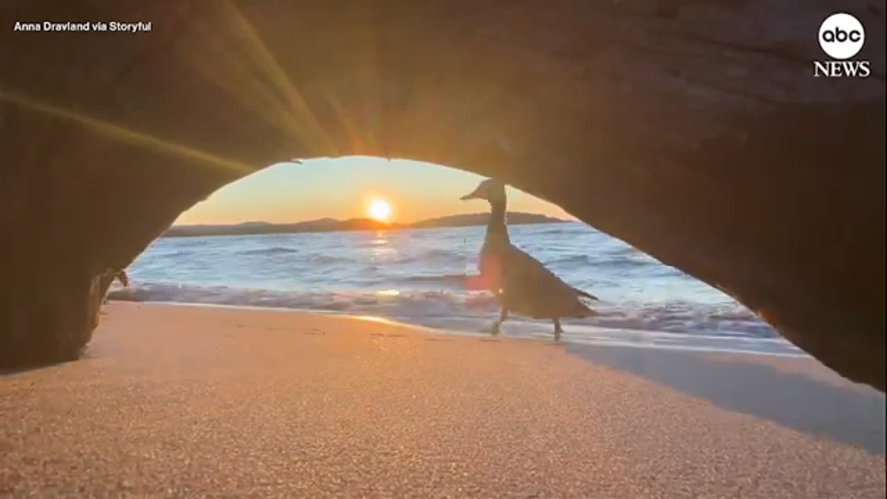 Adorable duck family photobombs sunset shot | ABC7