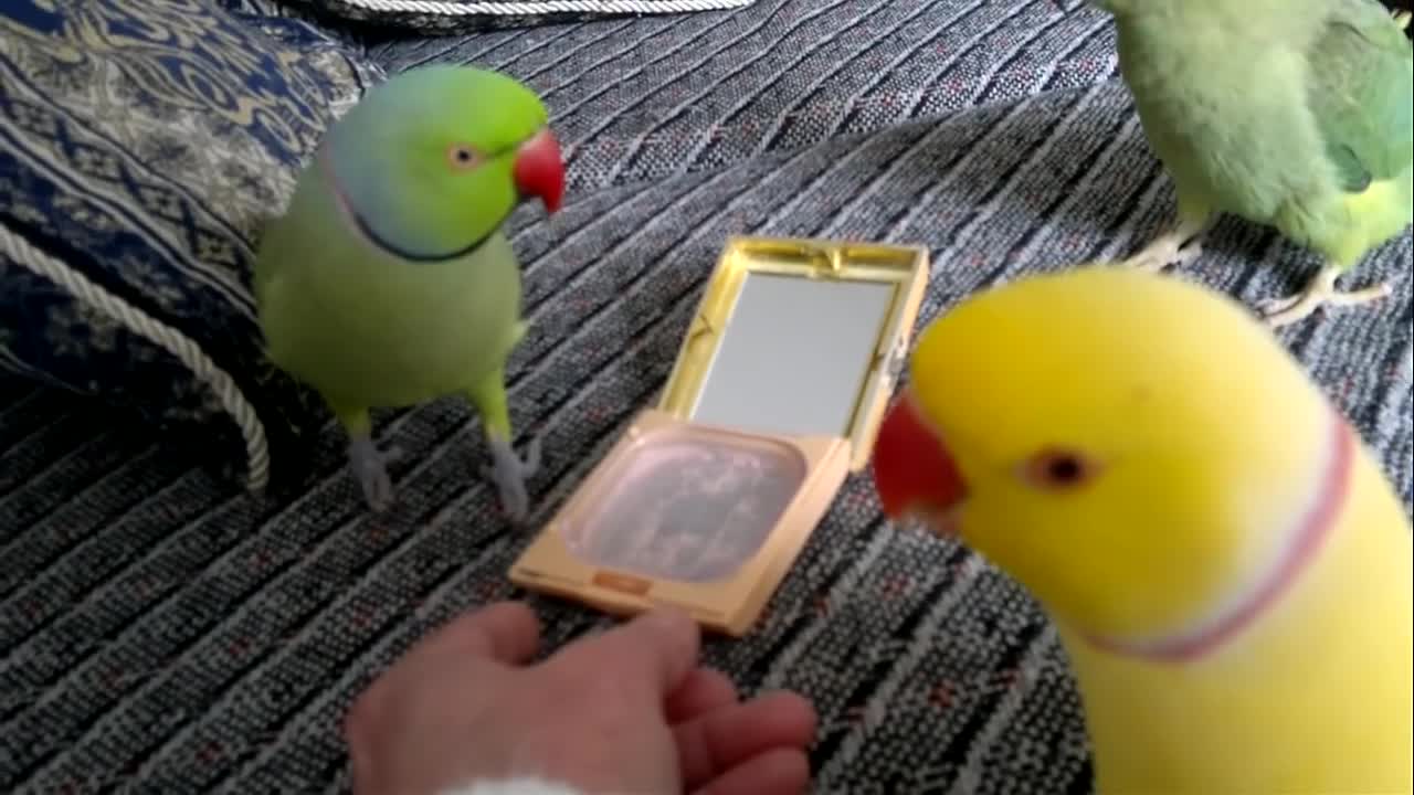 indian ring neck parrot talking