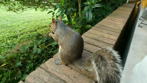 Mika The Squirrel reactions when I told her (I love you) ❤️🐿️to her.