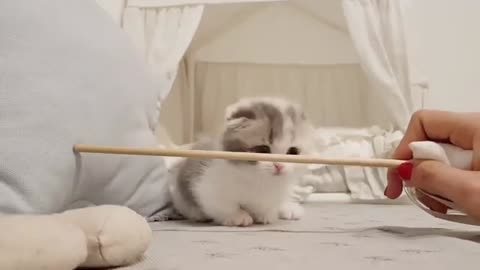 Very cute baby cat, learning to play!