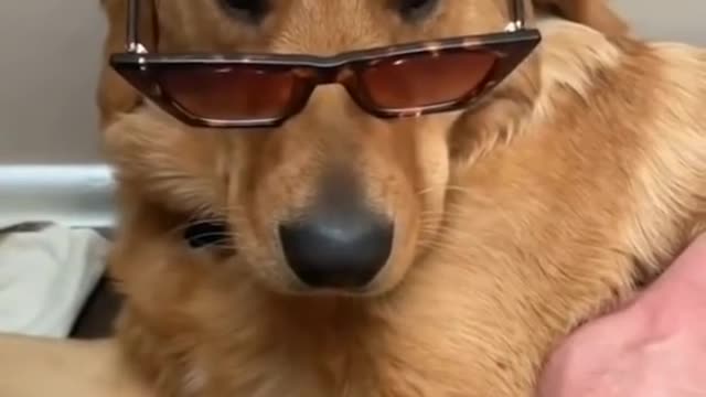 Golden Retriever Love// Funny Dog// Cut Dog// Pet dog