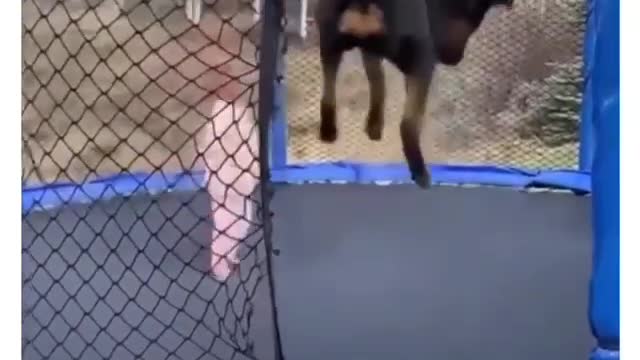 Adorable jumping dog playing with baby