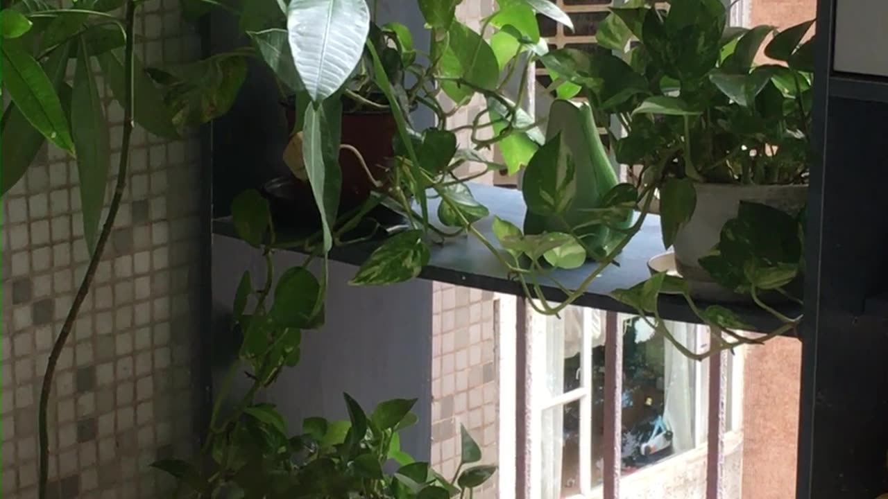 happy rackety birds!