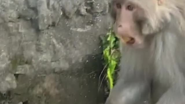 Feeding monkey | animal feeding video