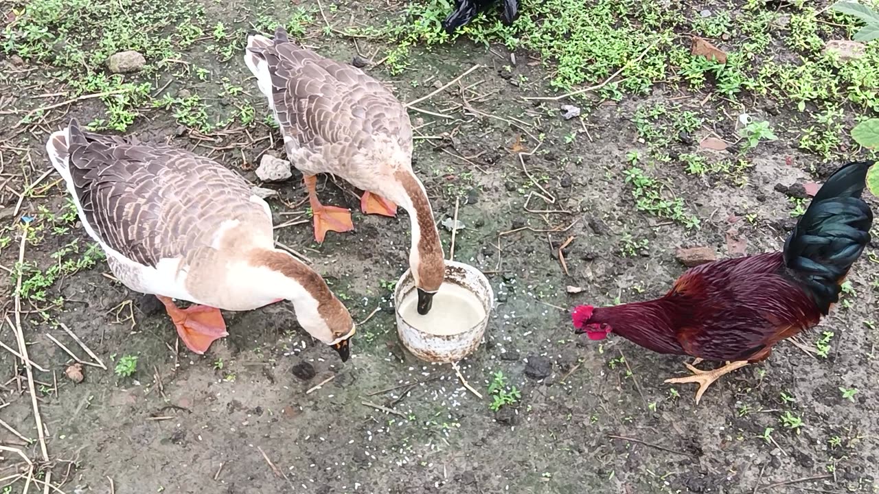 Duck, Ducklings and hen