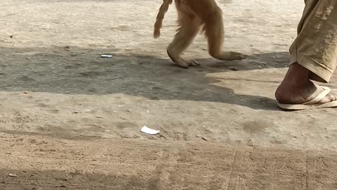 🐵 monkey funny dance