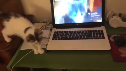 Chaton Ecoute Autres chaton 🙀😸Cats whats Cats