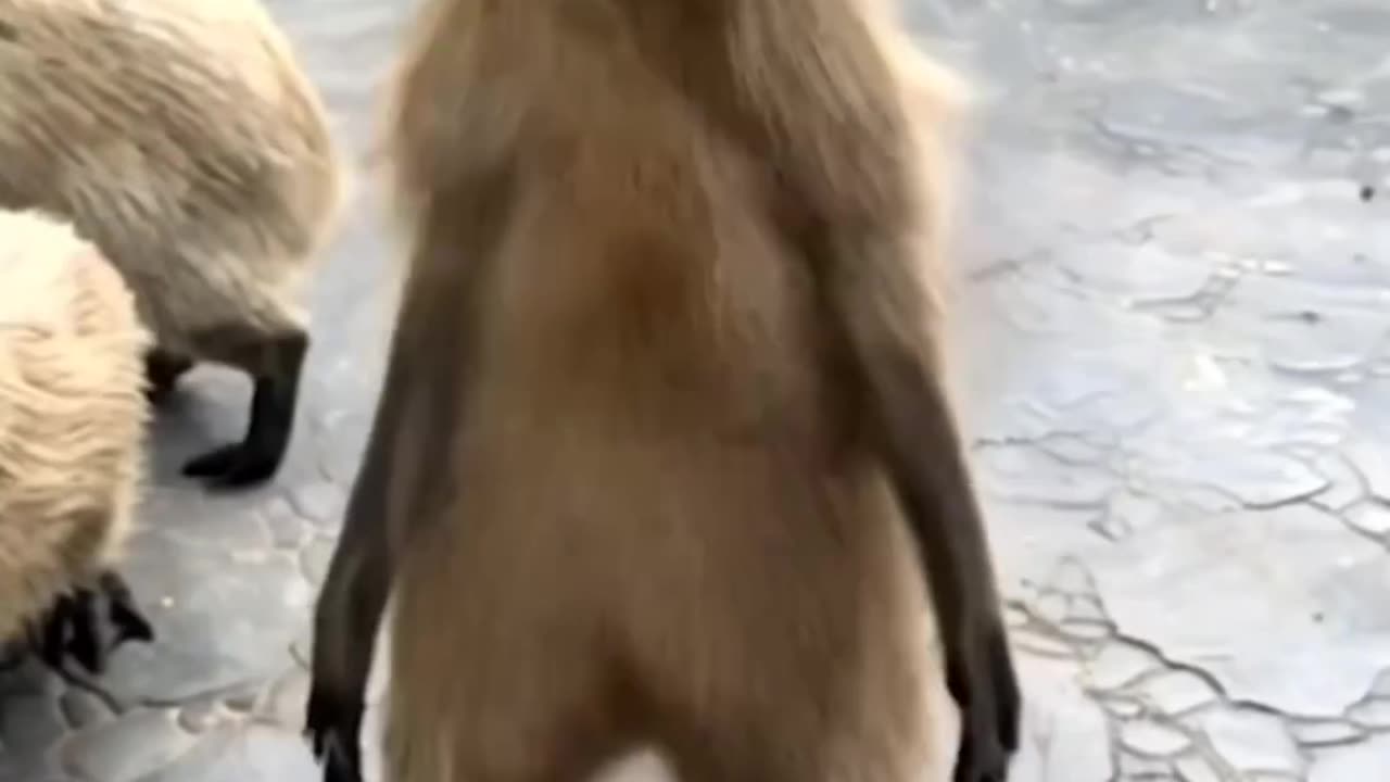 Funny Animals that are dancing