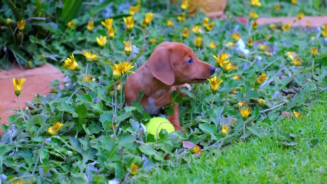 A Person With a Cute Brown Puppy Playing With a Tennis Ball on a Flower Bed in the Gardens