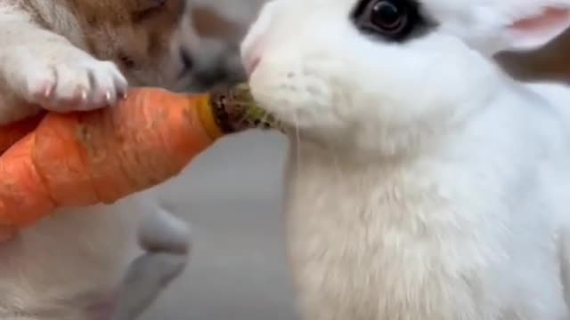 Cute Dog playing