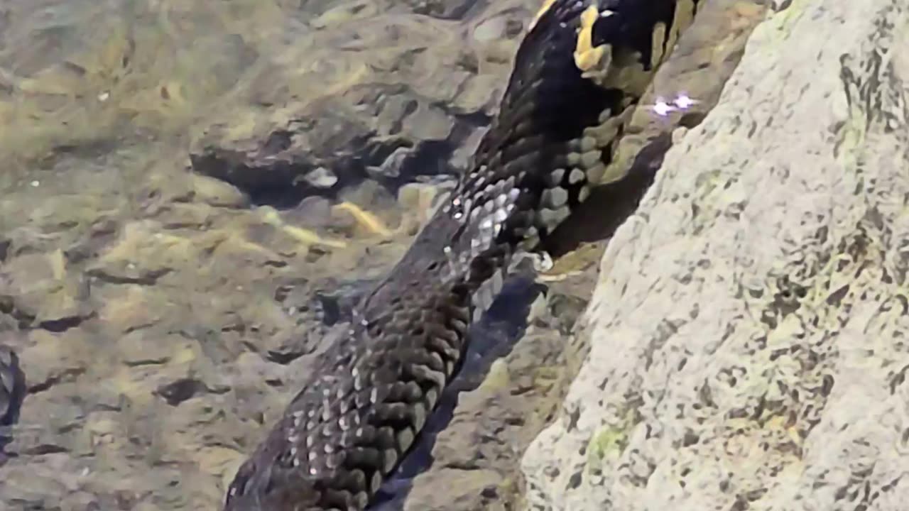 Snake chilling in the river / beautiful reptile in the water.