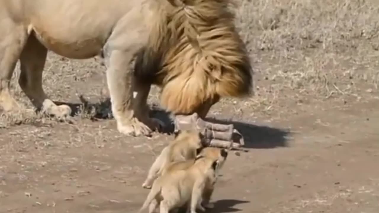 #Lion Dad disagree to accept the Baby Lion cubs | #cute baby Lion cubs