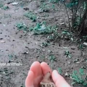 All animals love their owners