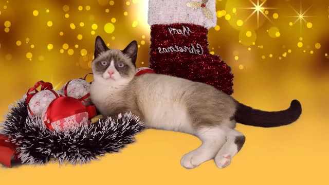 Baby Cats - Cute and Funny Cat New Year Celebration Videos