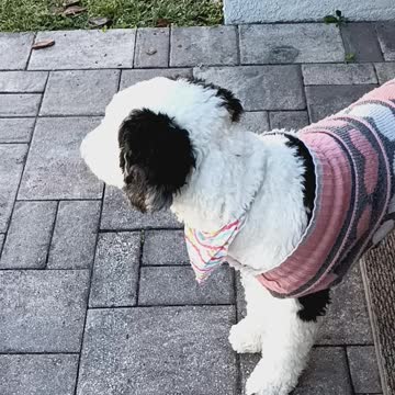 Luna is relaxing today.