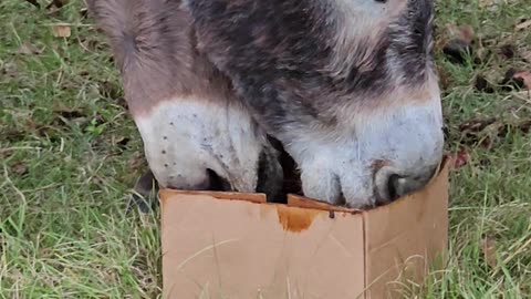 Donkey Field Donkeys Love Attention Farming Life p5