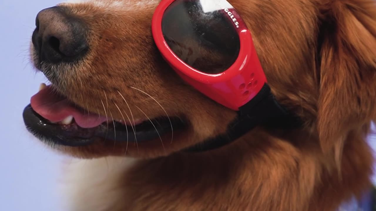 Dog with sunglasses