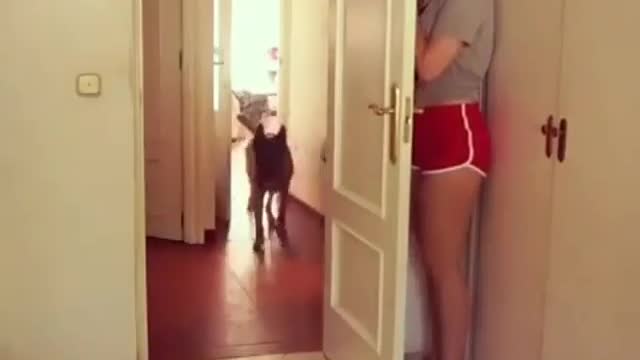 Dogs playing hide-and-seek with their owners