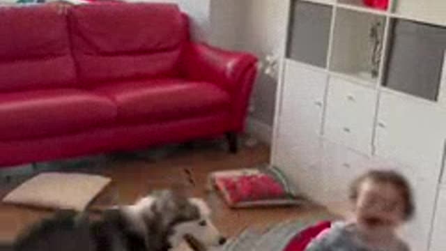 Respectful dog and the happy baby 😍😍