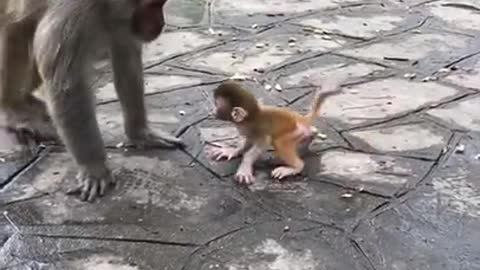 Lovely and Funny Monkey 💚 - Videos Compilation |Life Anything|