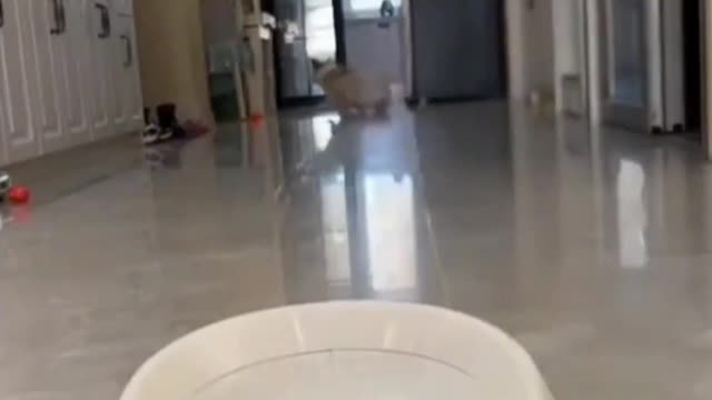 It's just your dog, but you are its life