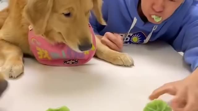 Smart animal funny animals animal smart dog funny dog, animal