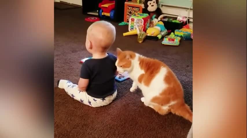 Very funny baby and cat videos - PART2