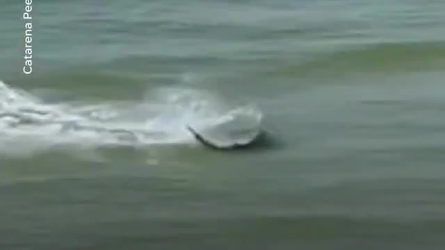 Hammerhead shark chases stingrays uncomfortably close to beachgoers | USA TODAY #Shorts