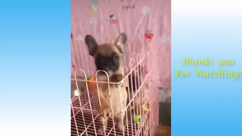 Best Funny Pets Compilation