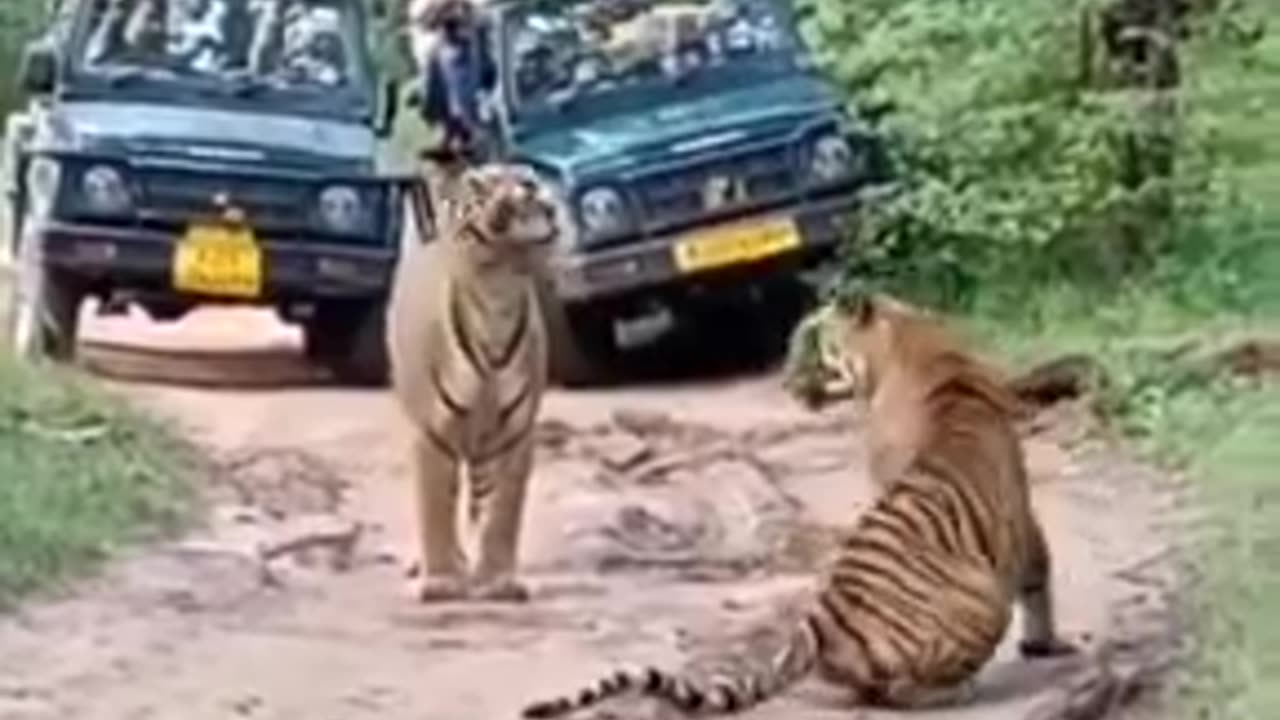 Tiger metting tigers