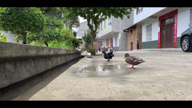 jumping duck