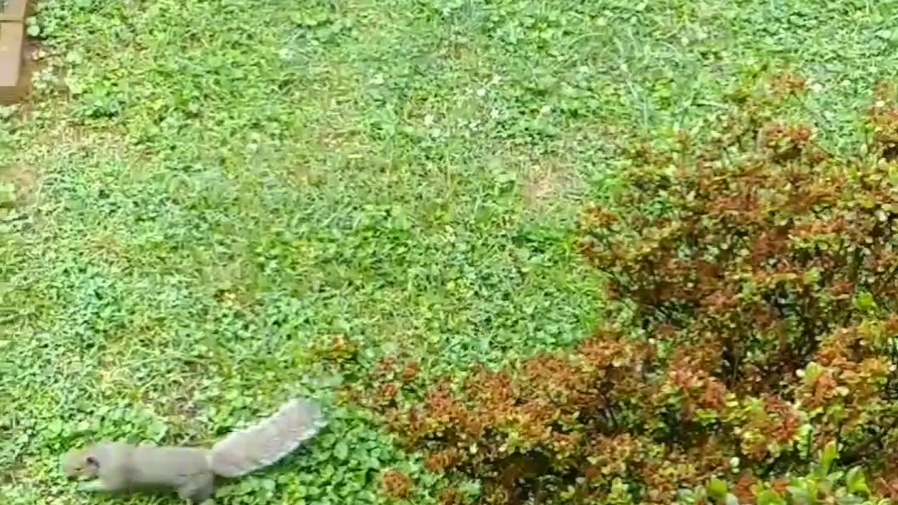 Mika The Squirrel get startled every time I throw some nuts to the other squirrel 🐿️